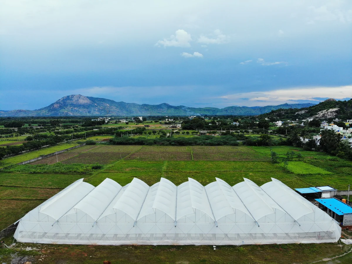 Polyhouse farming in action